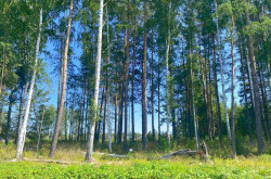Участок № 117 в поселке Жемчужный, площадь 11.75 соток