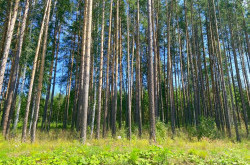 Участок № 120 в поселке Жемчужный, площадь 12.50 соток