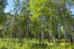 Участок № 16 в поселке Агат, площадь 19.05 соток