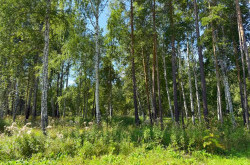 Участок № 19 в поселке Агат, площадь 19.05 соток