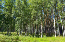 Участок № 21 в поселке Агат, площадь 41.16 соток