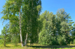 Участок № 26 в поселке Амур, площадь 10.90 соток