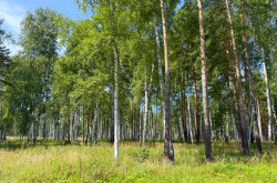 Участок № 48 в поселке Агат, площадь 10.42 соток