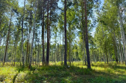 Участок № 63 в поселке Агат, площадь 12.67 соток