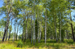 Участок № 80 в поселке Агат, площадь 11.86 соток