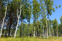 Участок № 86 в поселке Агат, площадь 12.73 соток