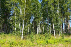 Участок № 52 в поселке Изумруд, площадь 18.92 соток