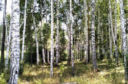 Участок № 112К в поселке Коммерческая земля, площадь 7.05 соток