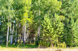 Участок № 113К в поселке Коммерческая земля, площадь 7.42 соток