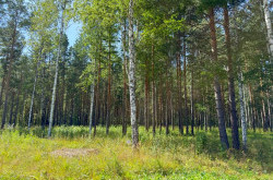 Участок № 51 в поселке Гранат, площадь 18.60 соток