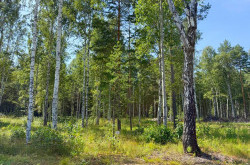 Участок № 56 в поселке Гранат, площадь 18.60 соток