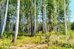 Участок № 30 в поселке Иволга, площадь 18.64 соток