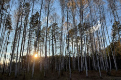 Участок № 4 в поселке Колибри, площадь 15.00 соток