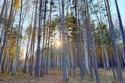 Участок № 9 в поселке Колибри, площадь 14.98 соток
