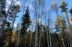 Участок № 16 в поселке Колибри, площадь 18.00 соток