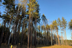 Участок № 37 в поселке Колибри, площадь 40.00 соток