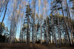 Участок № 42 в поселке Колибри, площадь 15.00 соток