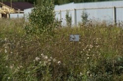 Земельный участок № 28 в Лукоморье, цена 147 000 руб/сотка