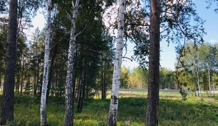 Участок № 235 в поселке Рысь, площадь 16.25 соток