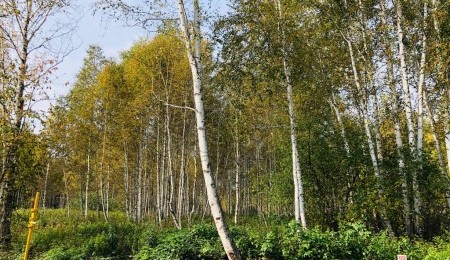 Участок № 123 в поселке Косуля, площадь 13.91 соток