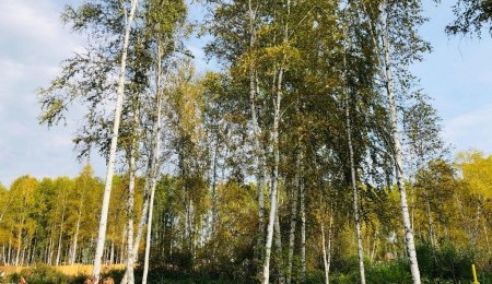 Участок № 133 в поселке Косуля, площадь 13.42 соток