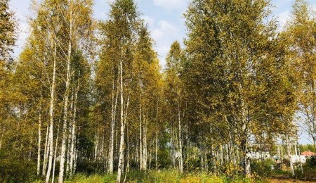 Участок № 141 в поселке Косуля, площадь 12.32 соток