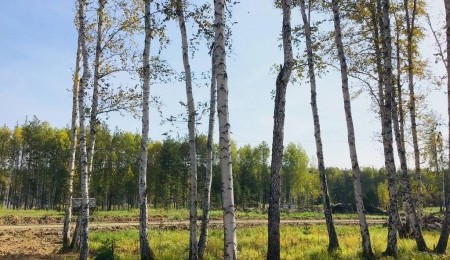 Участок № 173 в поселке Косуля, площадь 14.43 соток