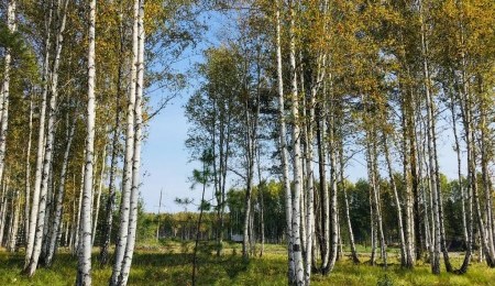 Участок № 178 в поселке Косуля, площадь 12.83 соток