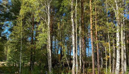 Участок № 17 в поселке Ласточка, площадь 13.10 соток