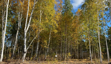 Участок № 36 в поселке Ласточка, площадь 10.25 соток