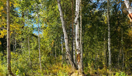 Участок № 37 в поселке Ласточка, площадь 10.25 соток
