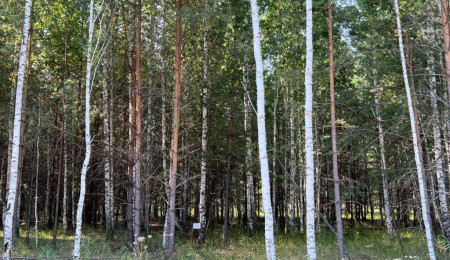 Участок № 50 в поселке Стрижи, площадь 13.33 соток