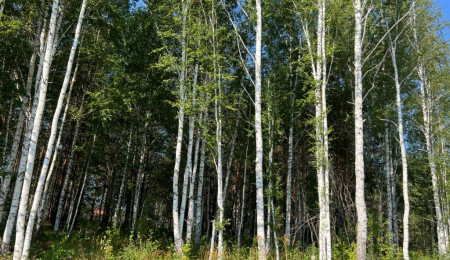 Участок № 3 в поселке Ласточка, площадь 9.27 соток