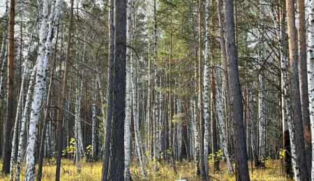 Участок № 10 в поселке Агат, площадь 19.05 соток