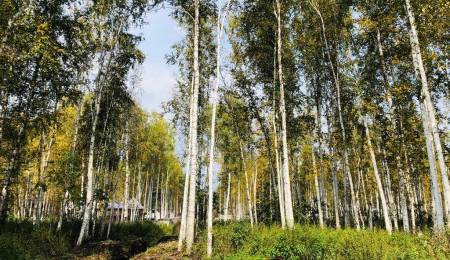 Участок № 124 - вид №1