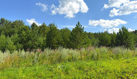 Участок № 14 в поселке Радость, площадь 14.45 соток