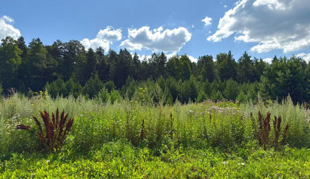 Участок № 25 в поселке Радость, площадь 14.94 соток