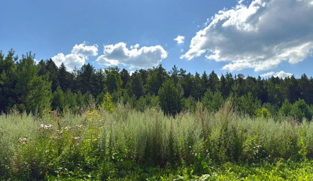 Участок № 26 в поселке Радость, площадь 14.94 соток