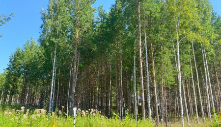 Участок № 50 - вид №1