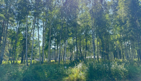 Участок № 2 в поселке Агат, площадь 15.00 соток
