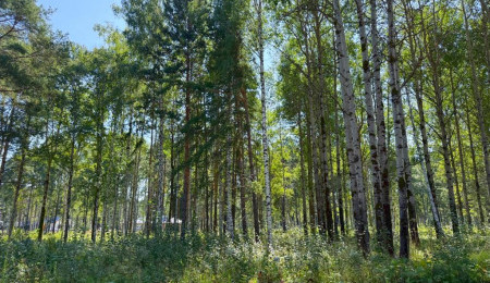 Участок № 4 в поселке Агат, площадь 15.00 соток