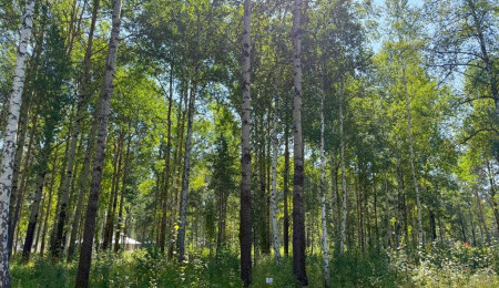 Участок № 5 в поселке Агат, площадь 15.00 соток