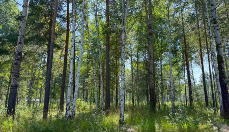 Участок № 6 в поселке Агат, площадь 15.00 соток