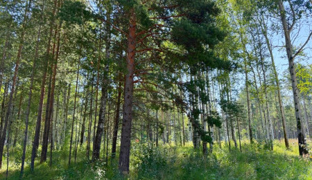 Участок № 7 в поселке Агат, площадь 15.00 соток