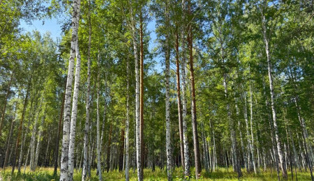 Участок № 8 в поселке Агат, площадь 19.05 соток