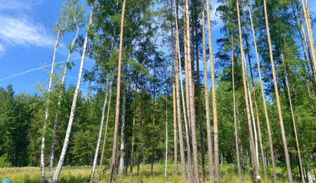 Участок № 34 в поселке Жемчужный, площадь 12.02 соток