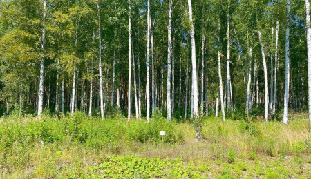 Участок № 49 в поселке Жемчужный, площадь 11.53 соток