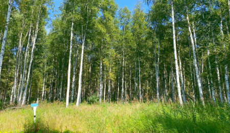 Участок № 50 в поселке Жемчужный, площадь 46.72 соток