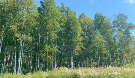 Участок № 52 в поселке Жемчужный, площадь 13.00 соток