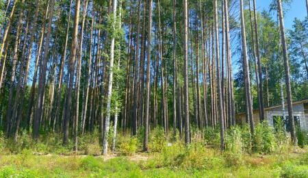 Участок № 121 в поселке Жемчужный, площадь 12.50 соток